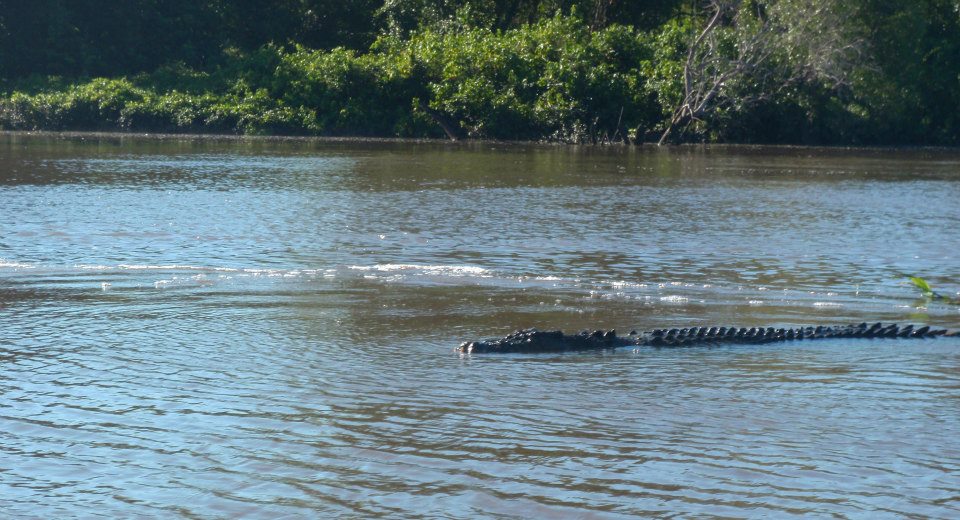 Crocodile in the River