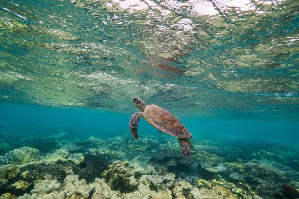 Sea Turtles can be seen at Navy Pier in Exmouth, Australia