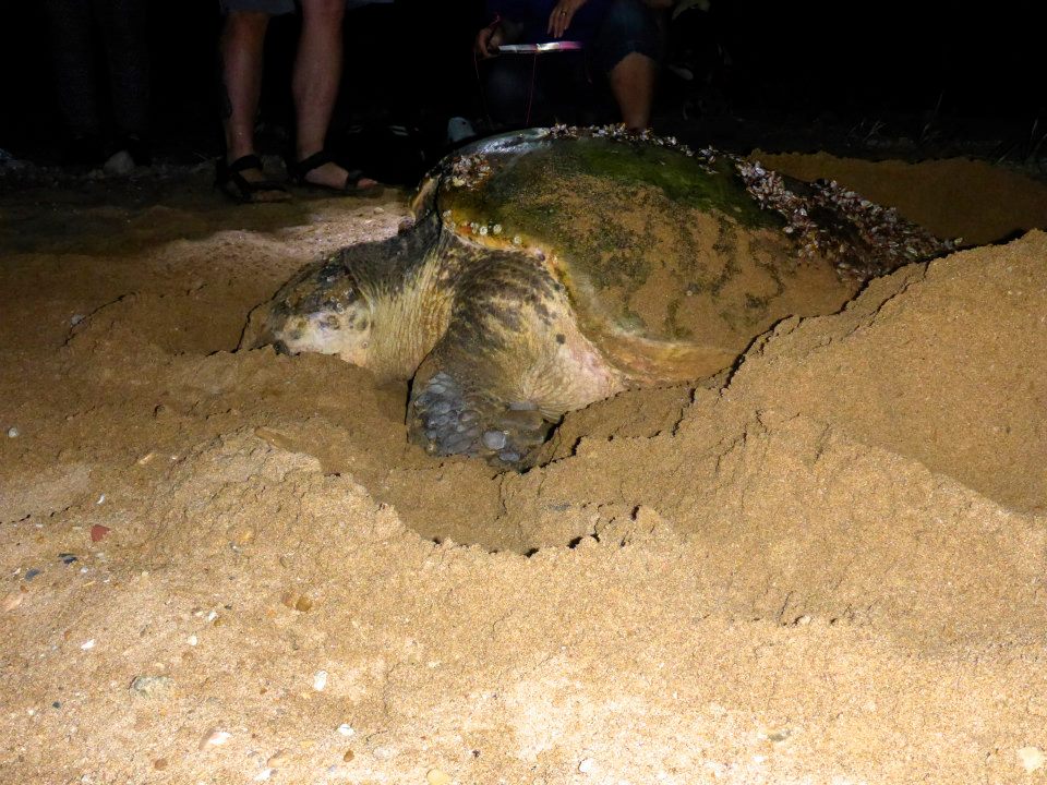 Side view of a sea turtle in the sand