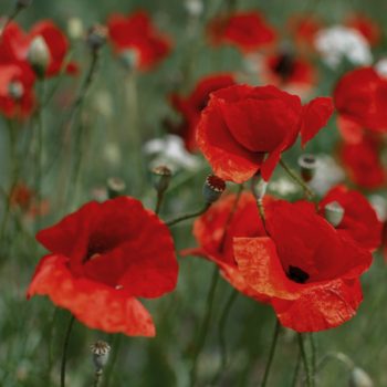 A cluster of bright red poppies