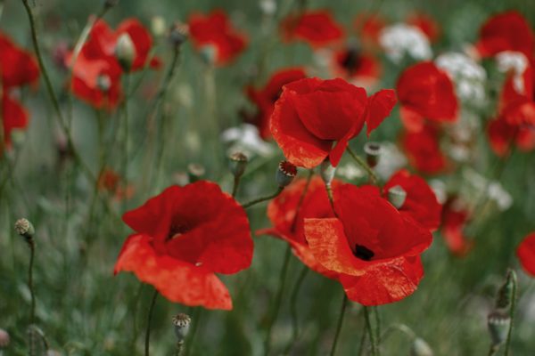 A cluster of bright red poppies