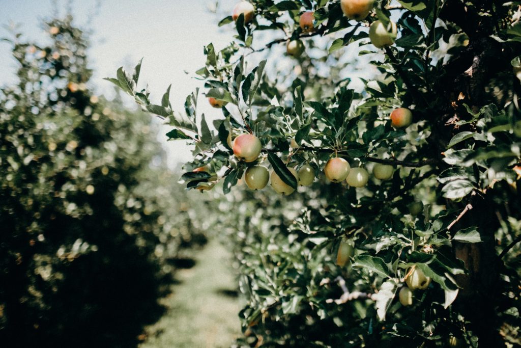 Apple orchards