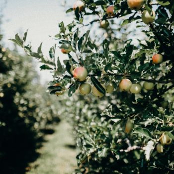 Apple orchards